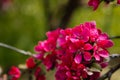 Close up, plum blossom red and pink flowers, flowering branch of apple tree, picturesque symbol of early spring, fruit orchard, Royalty Free Stock Photo