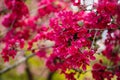 Close up, plum blossom red and pink flowers, flowering branch of apple tree, picturesque symbol of early spring, fruit orchard, Royalty Free Stock Photo
