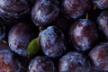 Close up of plum on dark Royalty Free Stock Photo