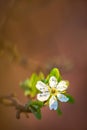 Close up of Plum flower blooming in spring. Blossom flower isolated with blurred orange background