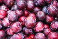 Plum pile or fresh prunus domestica fruit , nature food background