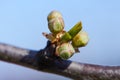 Close up of plum tree buds. Spring white flowers.