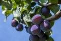 Close up of a plum tree.