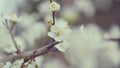 Plum Tree Flower Blossom. Flowering Tree In Springtime. White Small Cherry And Plum Flowers.