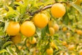 Plum tree with ripe yellow plums Royalty Free Stock Photo