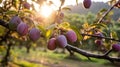 Close-up of a plum tree at sunset. Royalty Free Stock Photo