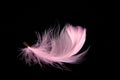 plumage feather pink isolated on black Royalty Free Stock Photo