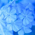 Plumbago Auriculata or Cape Leadwort blue flower Royalty Free Stock Photo