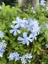 Plumbago auriculata flower in nature garden Royalty Free Stock Photo