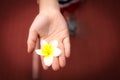 Close-up plumeria flower on the hand of child