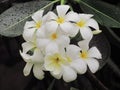 Close up Plumeria flowerer blooming on tree with droplets after rain makes refreshing. Royalty Free Stock Photo