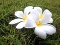 Close up Plumeria flowers on green glass. Royalty Free Stock Photo