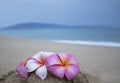 Close Up Plumeria Flowers on Sandy Beach with Ocean and Island i Royalty Free Stock Photo