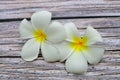 Close up of Plumeria or Frangipani tropical flowers, Hawaiian Lei Flower on wooden background. Royalty Free Stock Photo