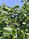 Close-up of Plump and juicy blueberries on a bush