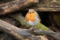 a plump robin facing the camera Royalty Free Stock Photo