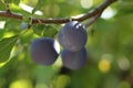 Close up of the plums ripe on branch. Ripe plums on a tree branch in the orchard. View of fresh organic fruits with green leaves Royalty Free Stock Photo