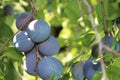 Close up of the plums ripe on branch. Ripe plums on a tree branch in the orchard. View of fresh organic fruits with green leaves Royalty Free Stock Photo