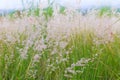 Close up of poaceae grass flower