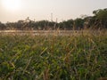 Close up poaceae grass flower in park when sunset , dramatic scene Royalty Free Stock Photo