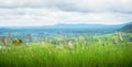 Close up of poaceae wind with landscape and cloudy sky background.,Poaceae grass flower Royalty Free Stock Photo