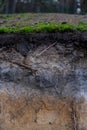 Detail of podzol soil Royalty Free Stock Photo