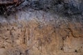Detail of podzol soil Royalty Free Stock Photo
