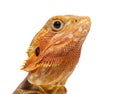 Close-up on a Pogona head, agame barbu, isolated