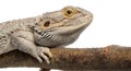 Close-up of Pogona lying on a branch