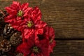 Close up of poinsettia flowers on artificial nest Royalty Free Stock Photo
