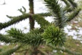 Monkey Puzzler tree Close up (Lister Park in Bradford England)