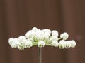 Close Up of a Poison Hemlock Flower Isolated Against a Brown Background