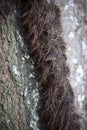 Poison Ivy Growing Up a Tree Royalty Free Stock Photo