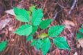 Poison ivy growing on the forest floor Royalty Free Stock Photo