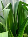 Close up of poisonbulb plant