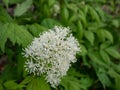 Poisonous plant the Red baneberry or chinaberry (Actaea rubra) blooming with small white flowers in the garden