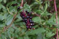 close-up of a pokeberry bunch
