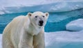 Close up of a polar bear in the arctic on an ice shelf Royalty Free Stock Photo