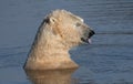 Close up of a polar bear