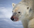 Close up of polar bear with blood stained nose