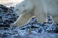 Close-up of polar bear crossing snowy rocks Royalty Free Stock Photo