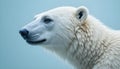 Close Up Polar Bear Side Profile Representing Strength And Arctic Survival Royalty Free Stock Photo