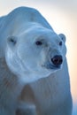 Close-up of polar bear standing lifting head Royalty Free Stock Photo