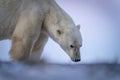 Close-up of polar bear standing sniffing ground