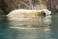 Close-up of a polarbear in capticity