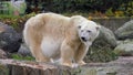 Close-up of a polarbear icebear in capticity Royalty Free Stock Photo