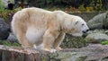 Close-up of a polarbear icebear in capticity