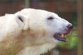 Close-up of a polarbear