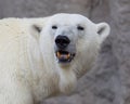 Close-up of a polarbear (icebear) Royalty Free Stock Photo