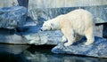 Close up of a polarbear icebear in captivity Royalty Free Stock Photo